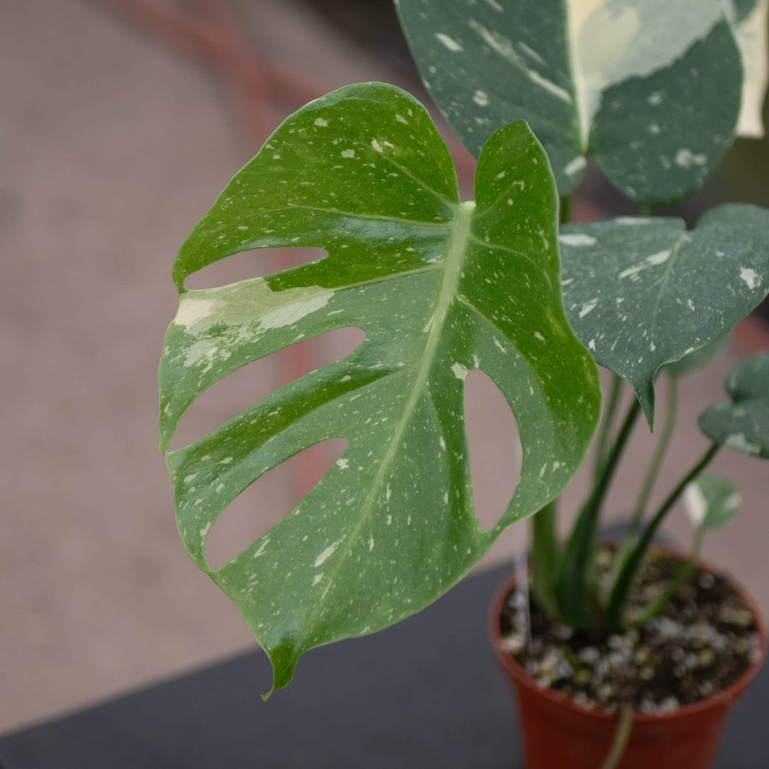 monstera deliciosa variegata thai constellation Monstera deliciosa 'Thai Constellation'