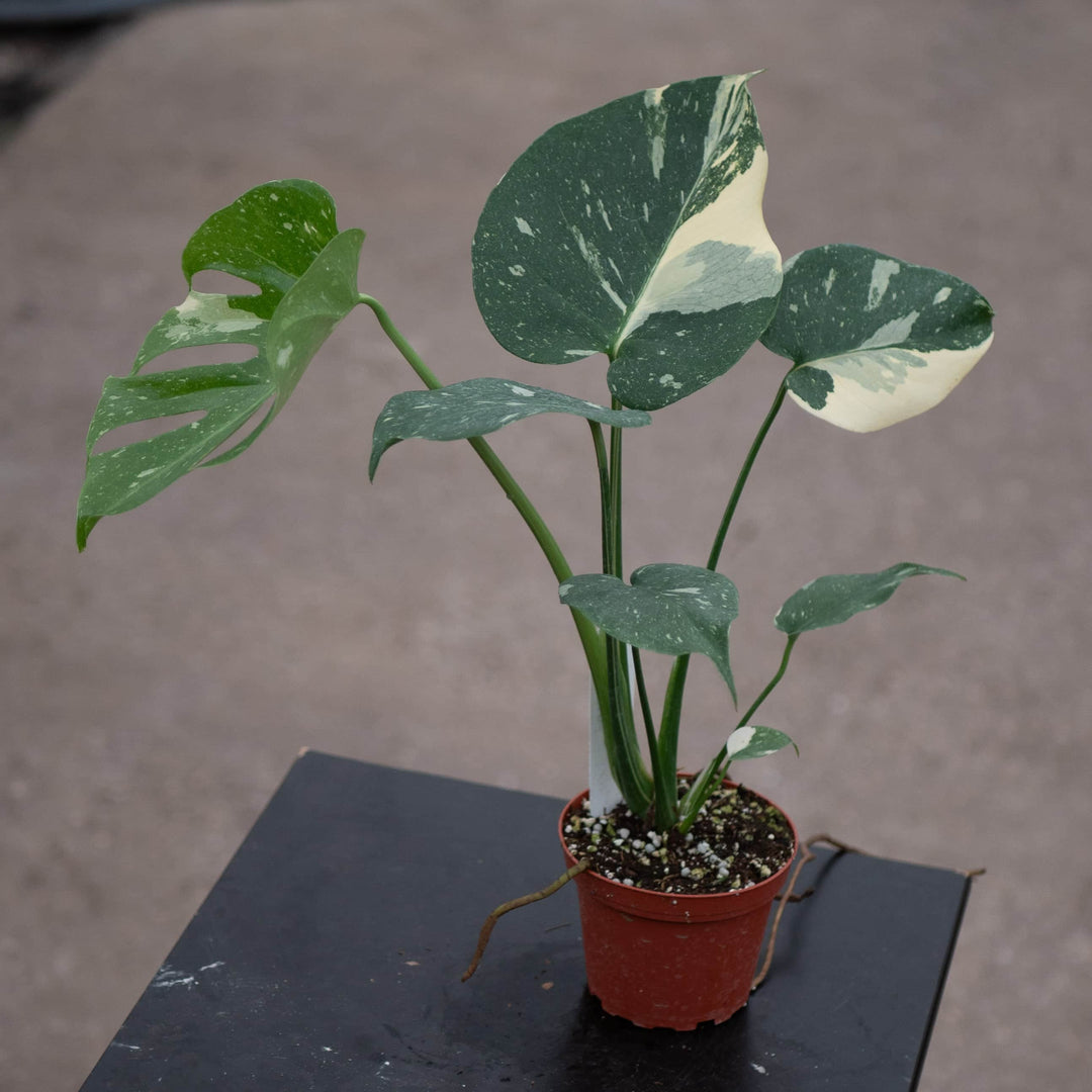 Gabriella Plants Monstera Monstera deliciosa 'Thai Constellation'