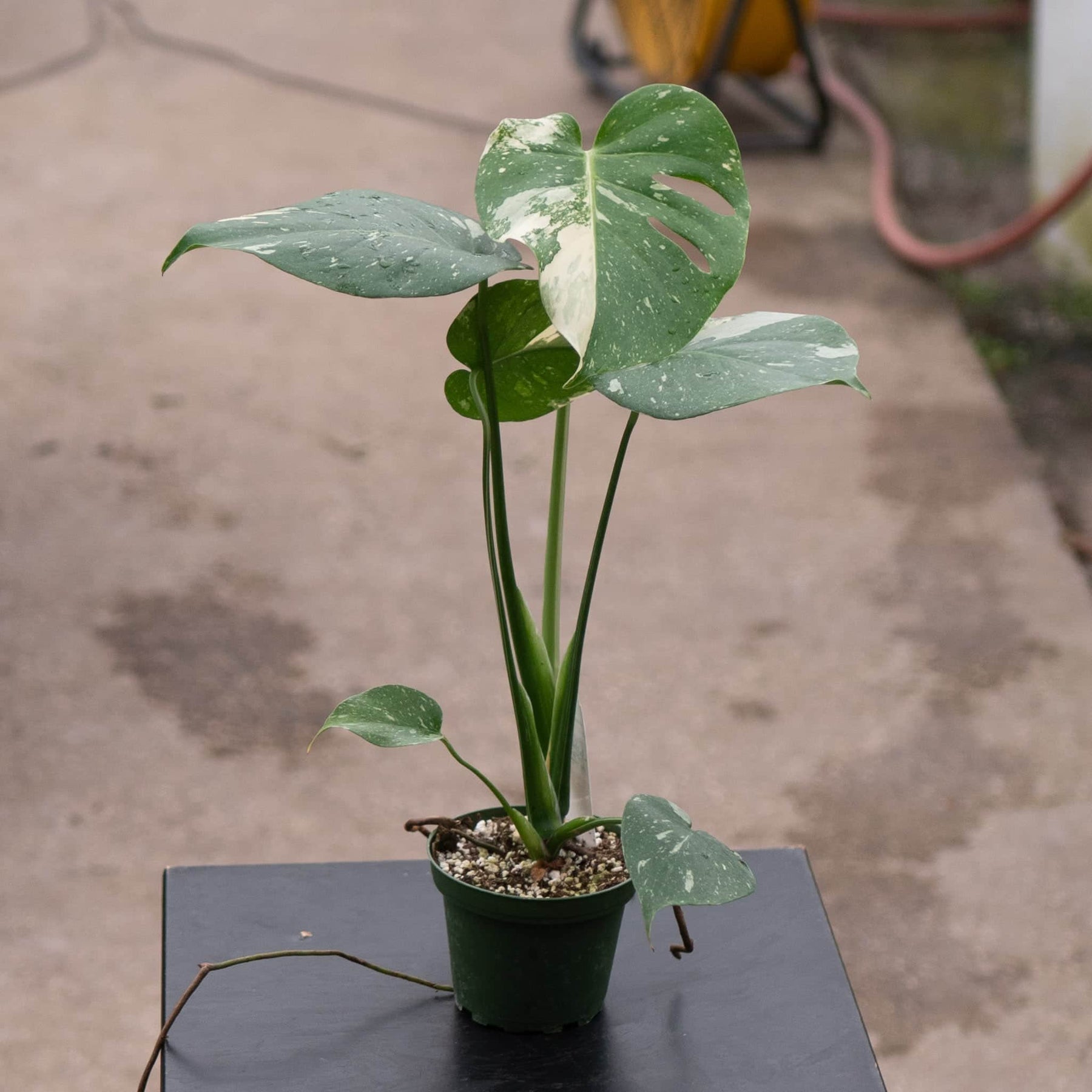monstera plant for sale online Monstera deliciosa 'Thai Constellation'