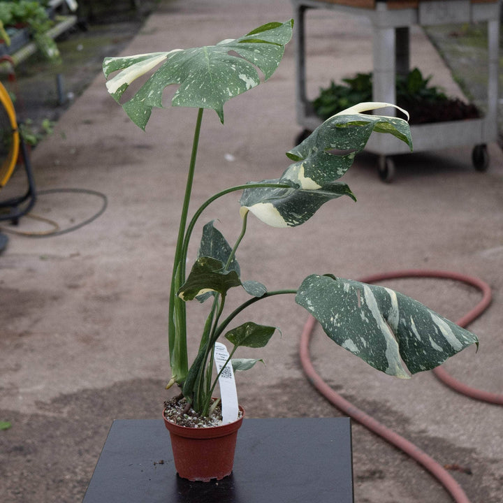 Gabriella Plants Monstera 4" Monstera deliciosa 'Thai Constellation'