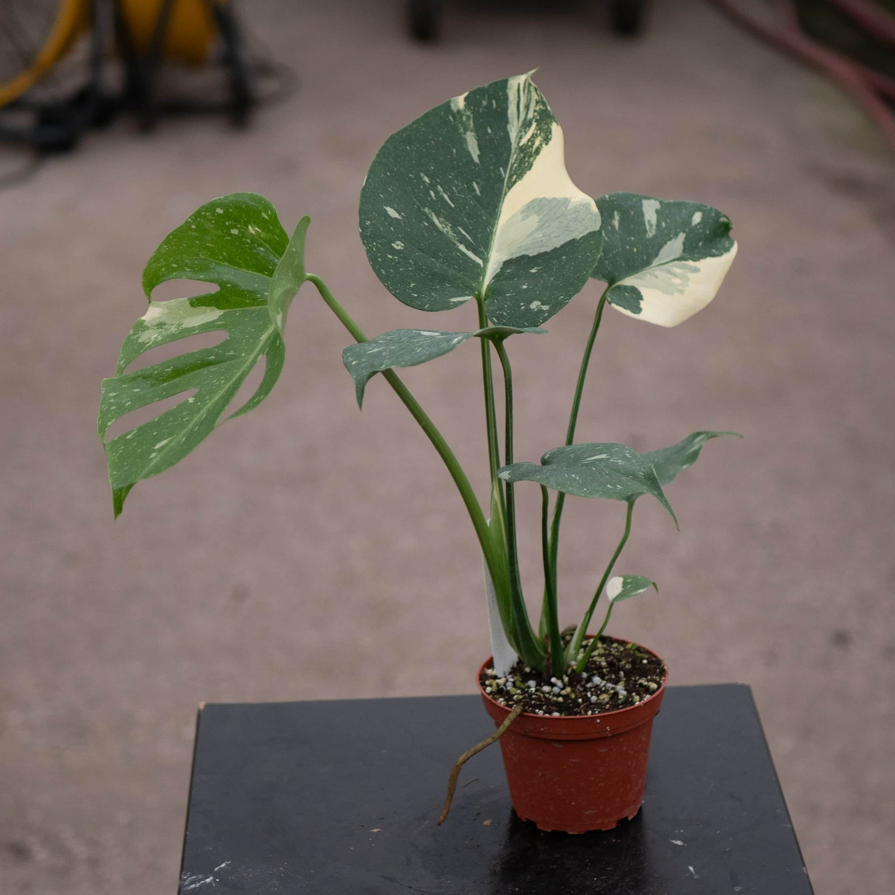 monstera thai constellation seeds Monstera deliciosa 'Thai Constellation'