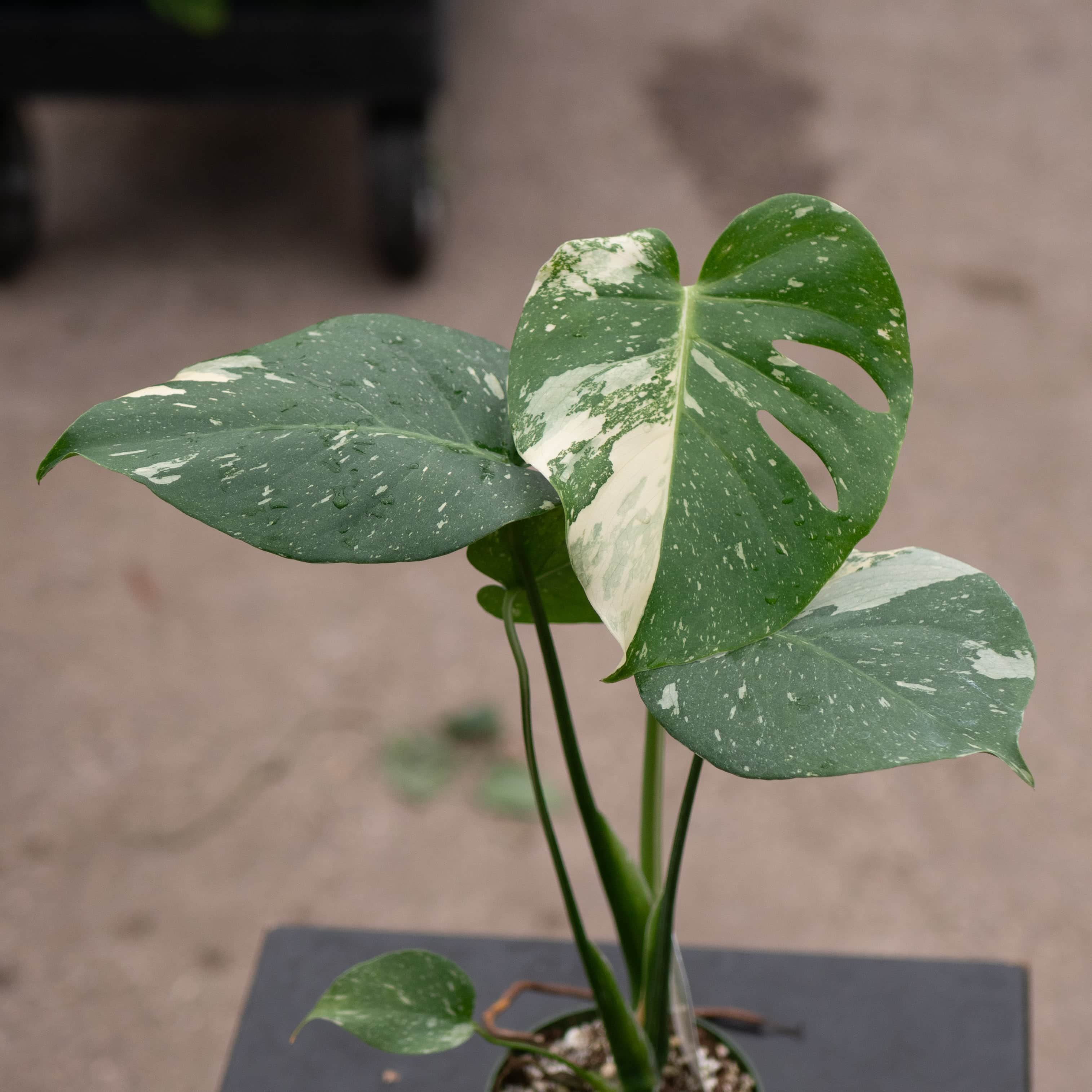 monstera 'thai constellation' Monstera deliciosa 'Thai Constellation'
