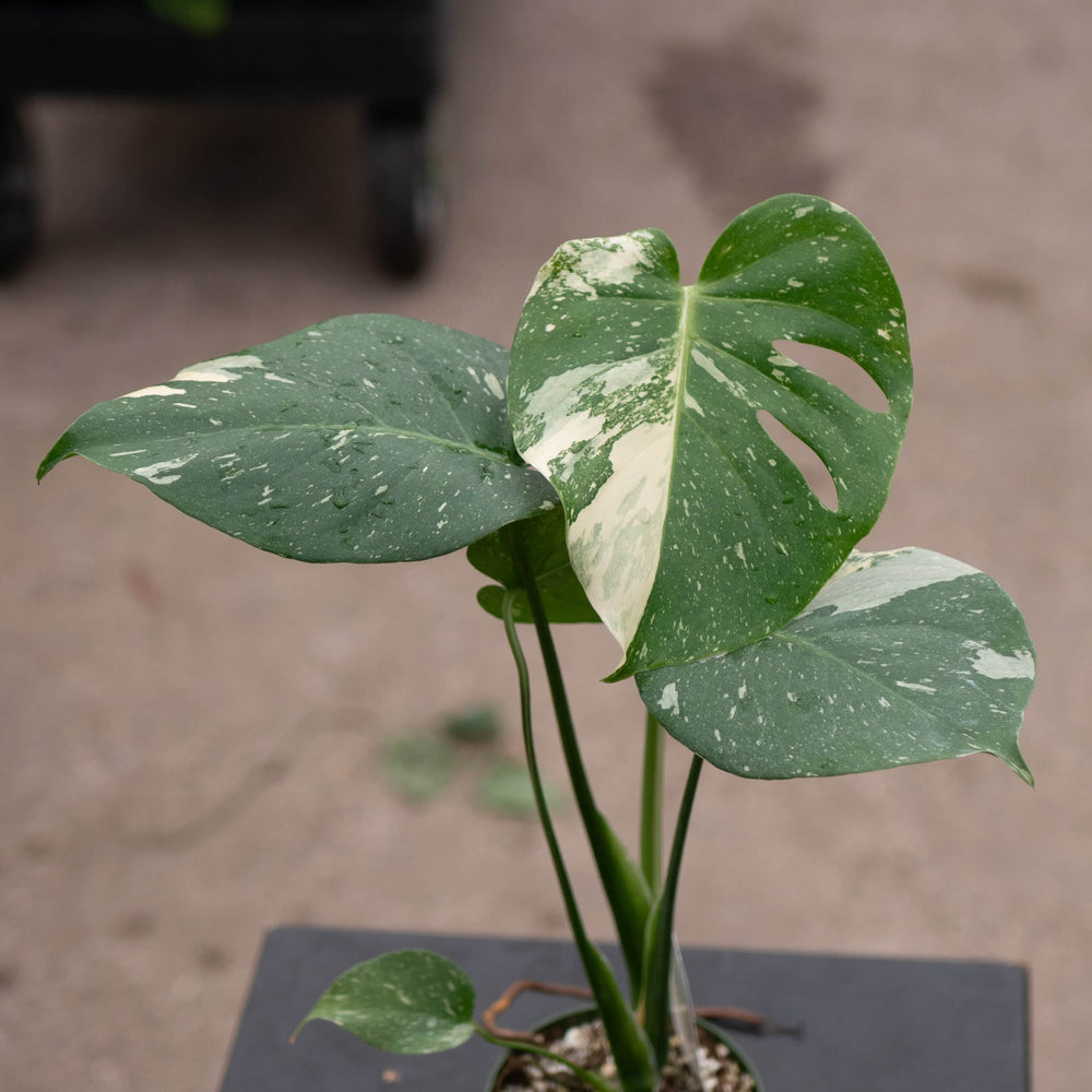 monstera thai constellation for sale Monstera deliciosa 'Thai Constellation'