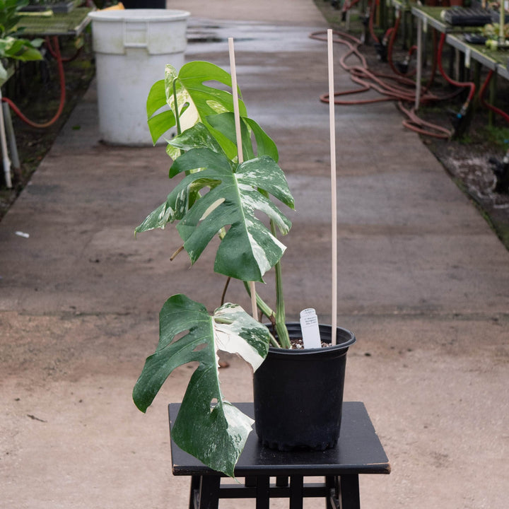 Gabriella Plants Monstera Monstera deliciosa var borsigiana albo