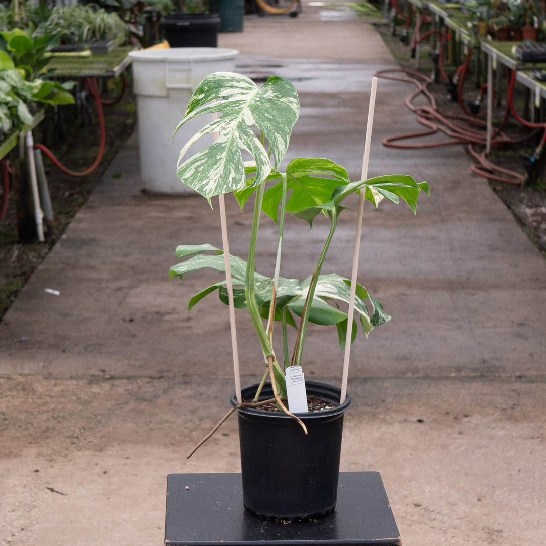 Gabriella Plants Monstera Monstera deliciosa var borsigiana albo