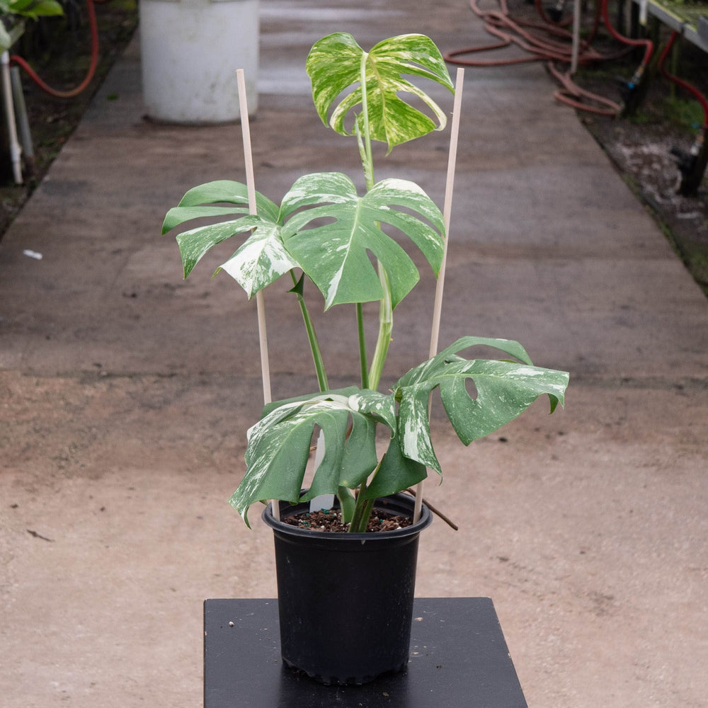 Gabriella Plants Monstera 6" / S-001 Monstera deliciosa var borsigiana albo