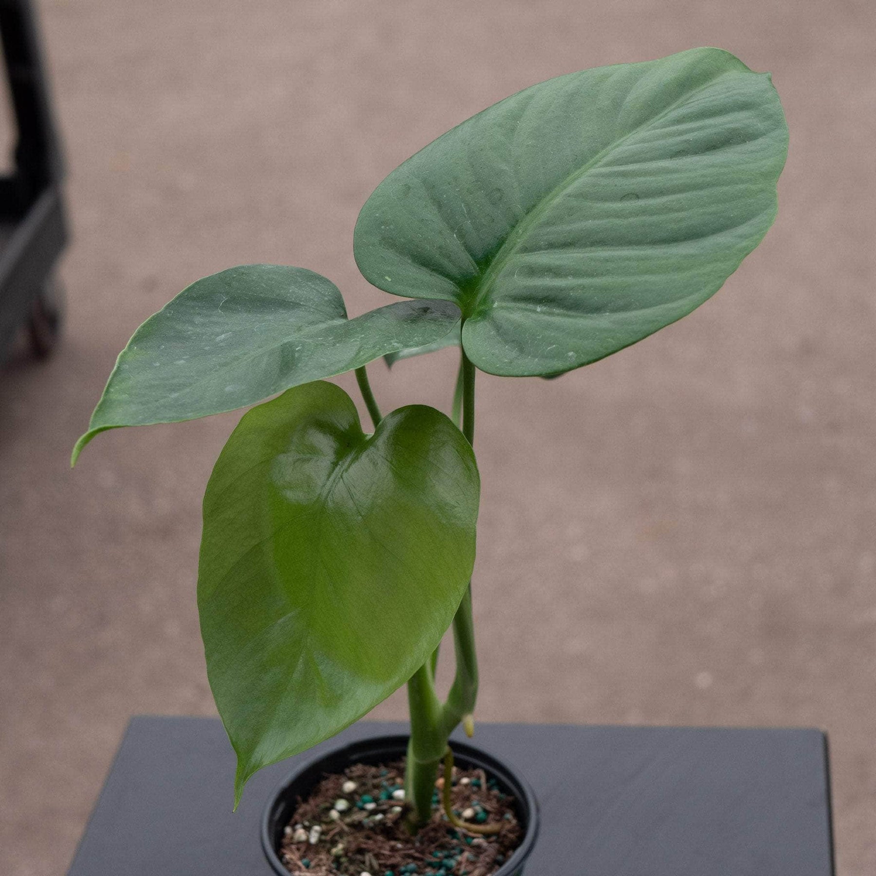 monstera deliciosa sierrana Monstera deliciosa var. sierrana
