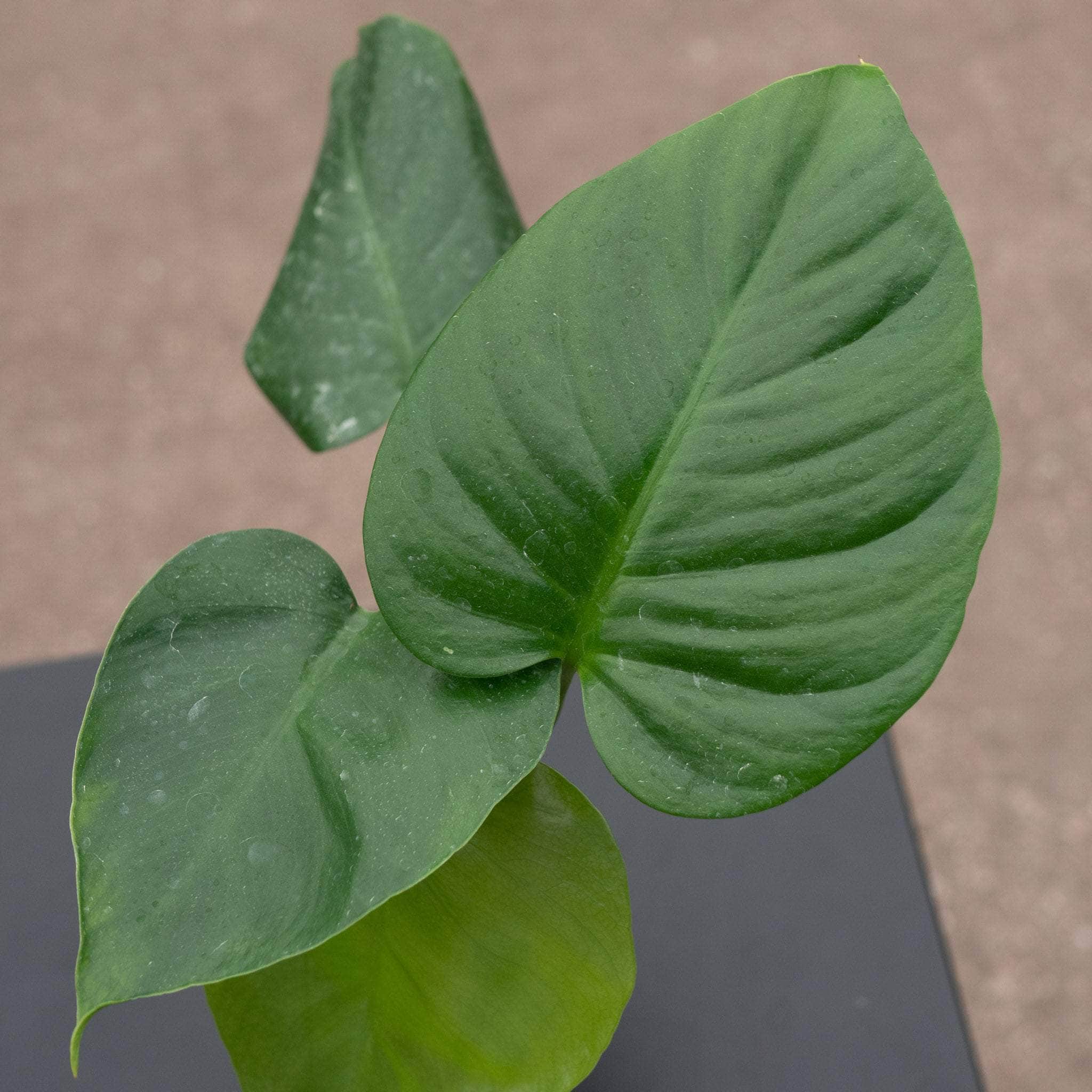 Monstera deliciosa var. sierrana - Gabriella Plants