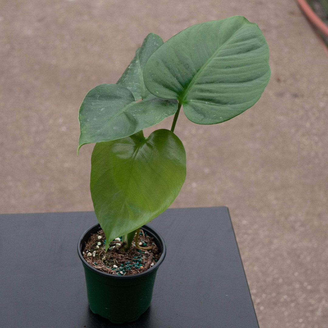 monstera sierrana vs deliciosa Monstera deliciosa var. sierrana