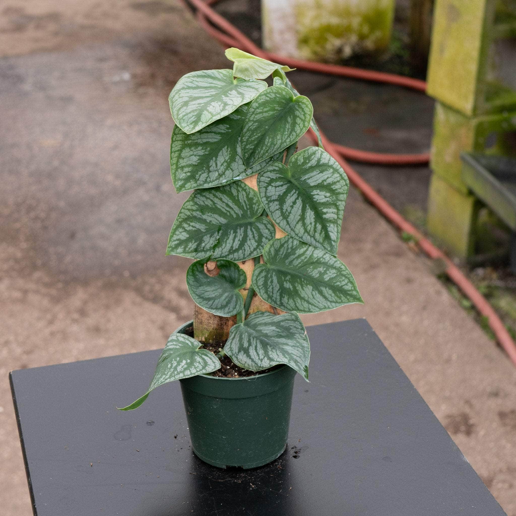MONSTERA DUBIA