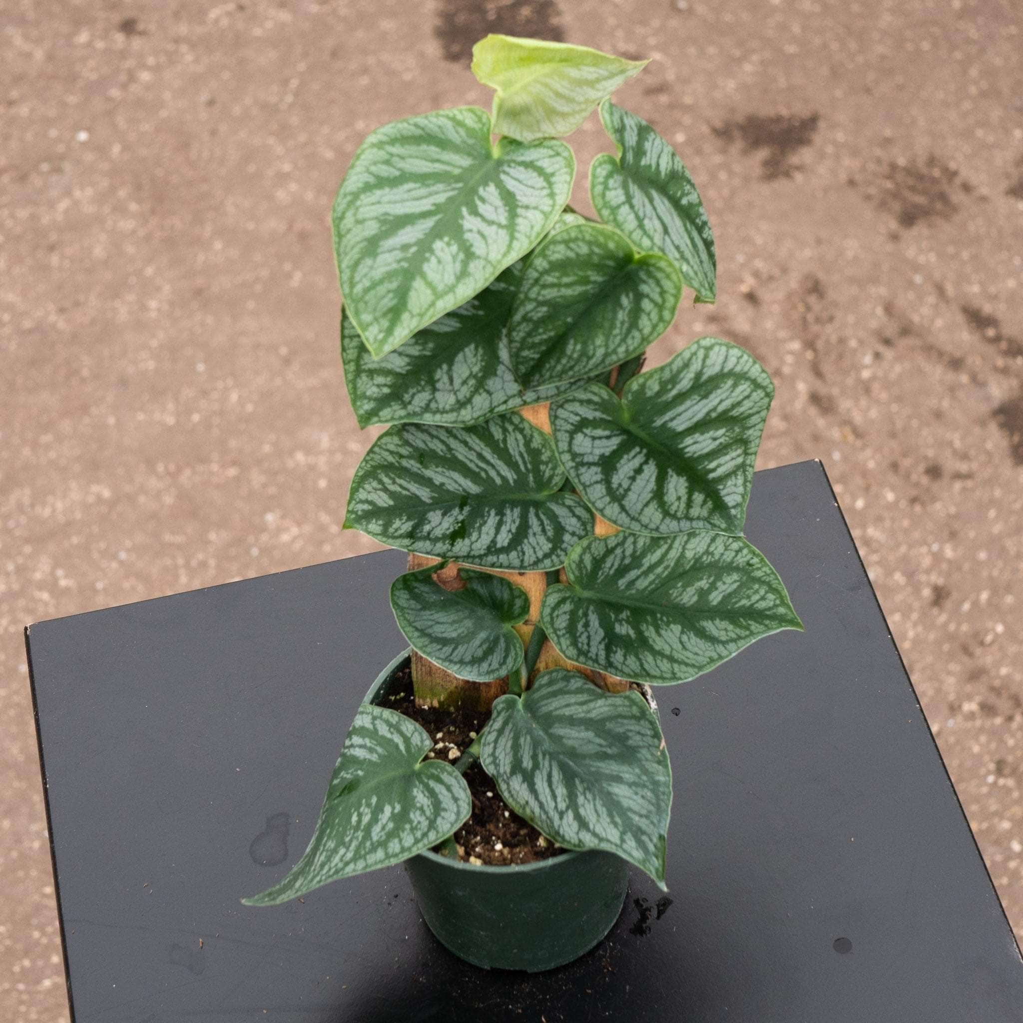 Gabriella Plants Monstera dubia - Thumbnail 4