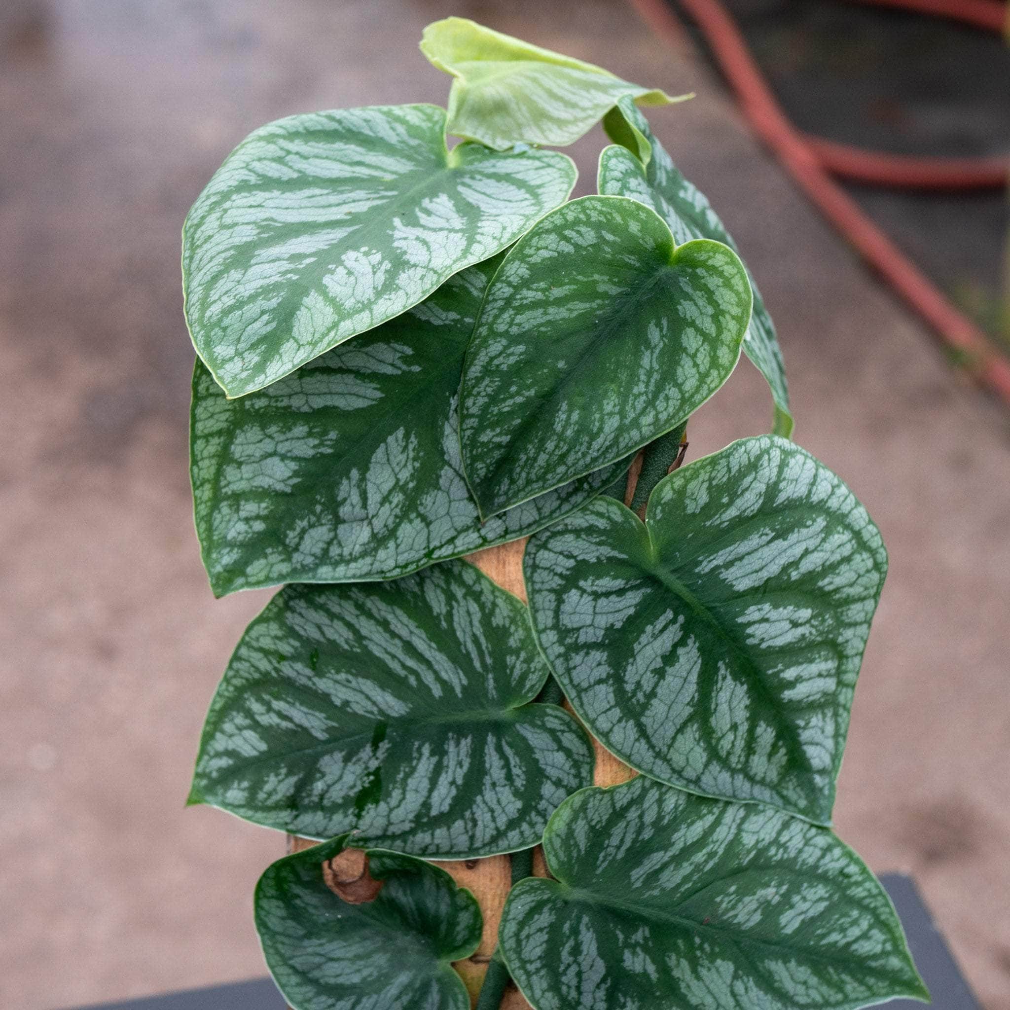 Gabriella Plants Monstera dubia