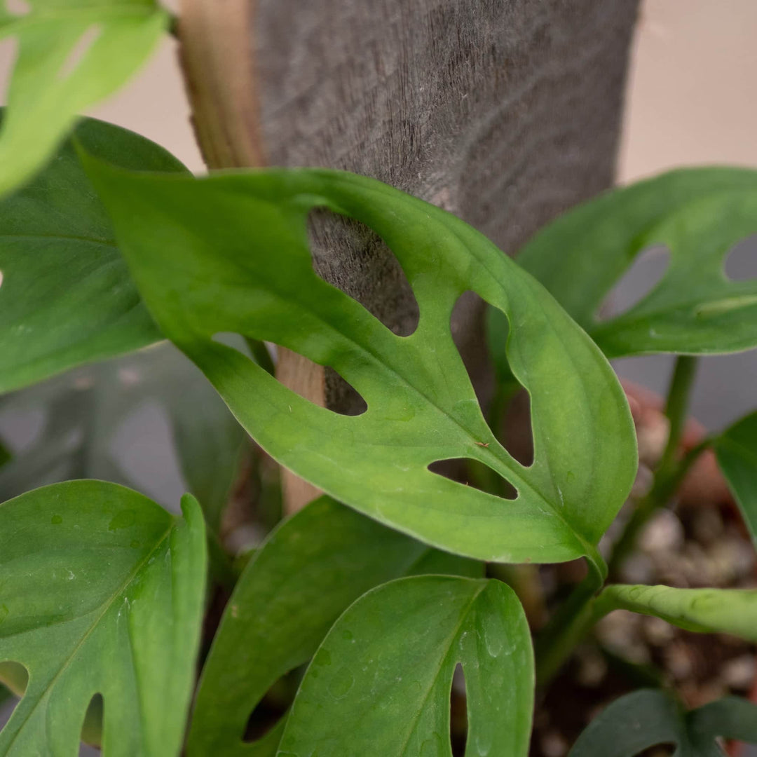 monstera skeleton plant Monstera 'Esqueleto' 4"