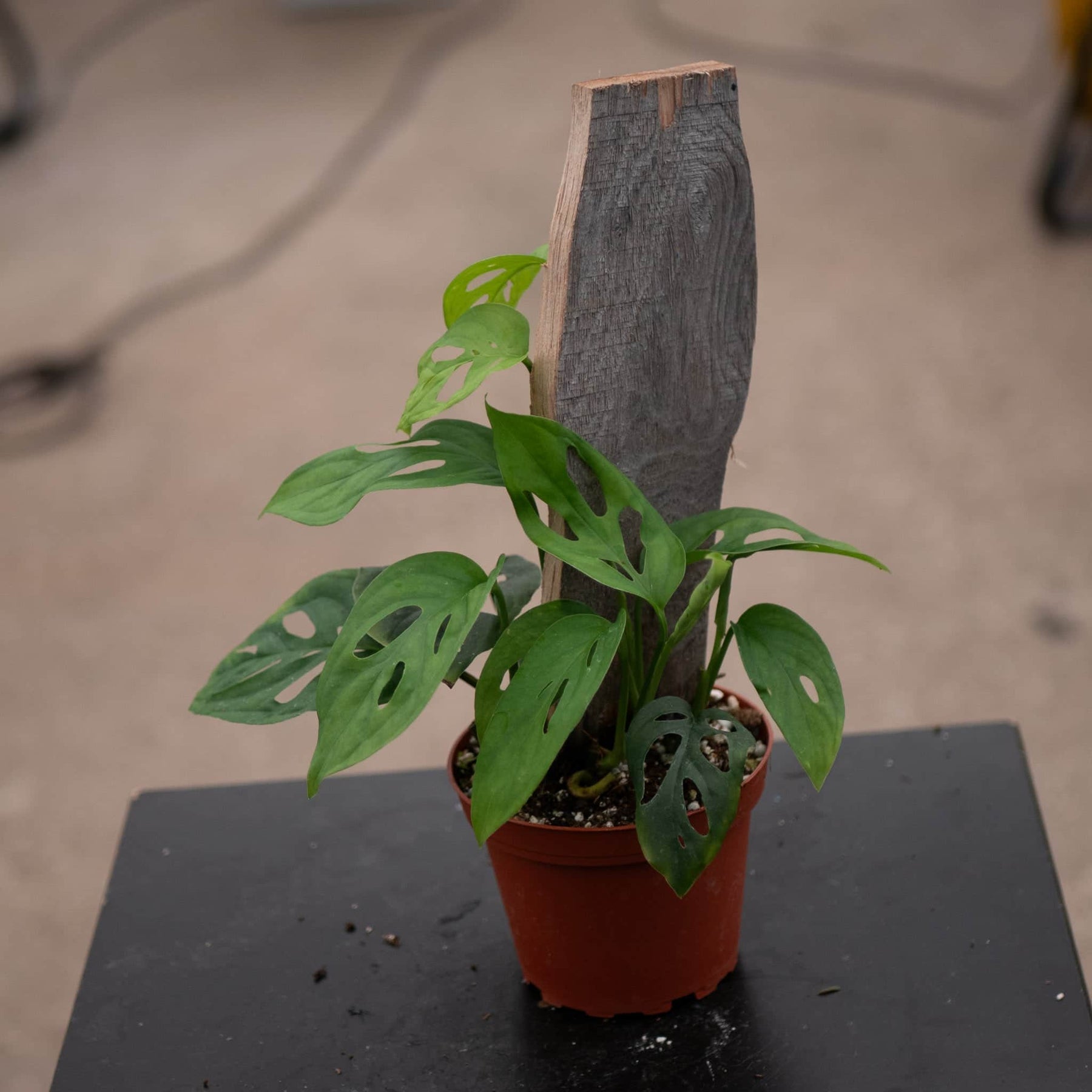 monstera esqueleto price Monstera 'Esqueleto' 4"