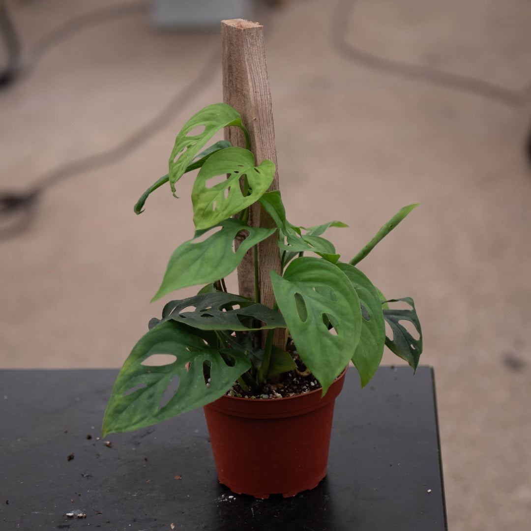 Gabriella Plants Monstera 4" Monstera 'Esqueleto'