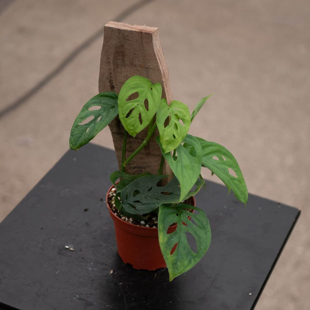 funny names for monstera plant Monstera 'Esqueleto'
