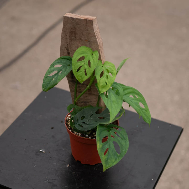 Gabriella Plants Monstera 4" Monstera 'Esqueleto'