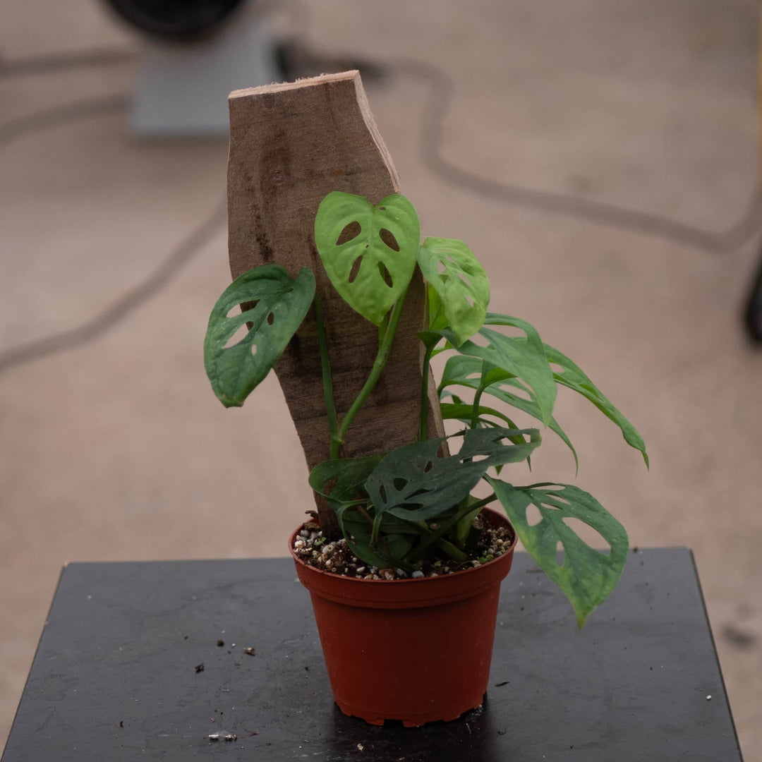 skeleton monstera Monstera 'Esqueleto' 4"