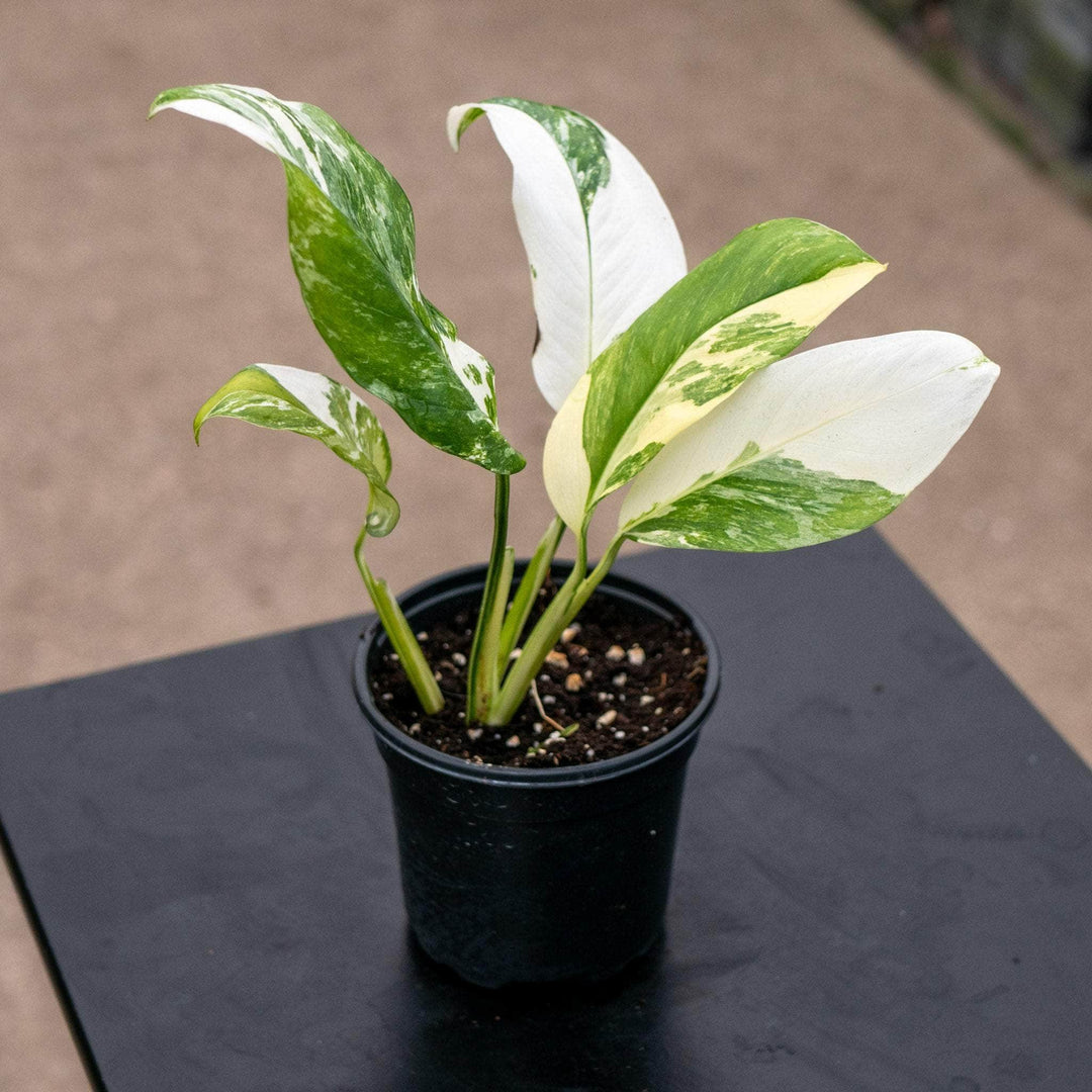 monstera adansonii var lechleriana Monstera lechleriana variegated