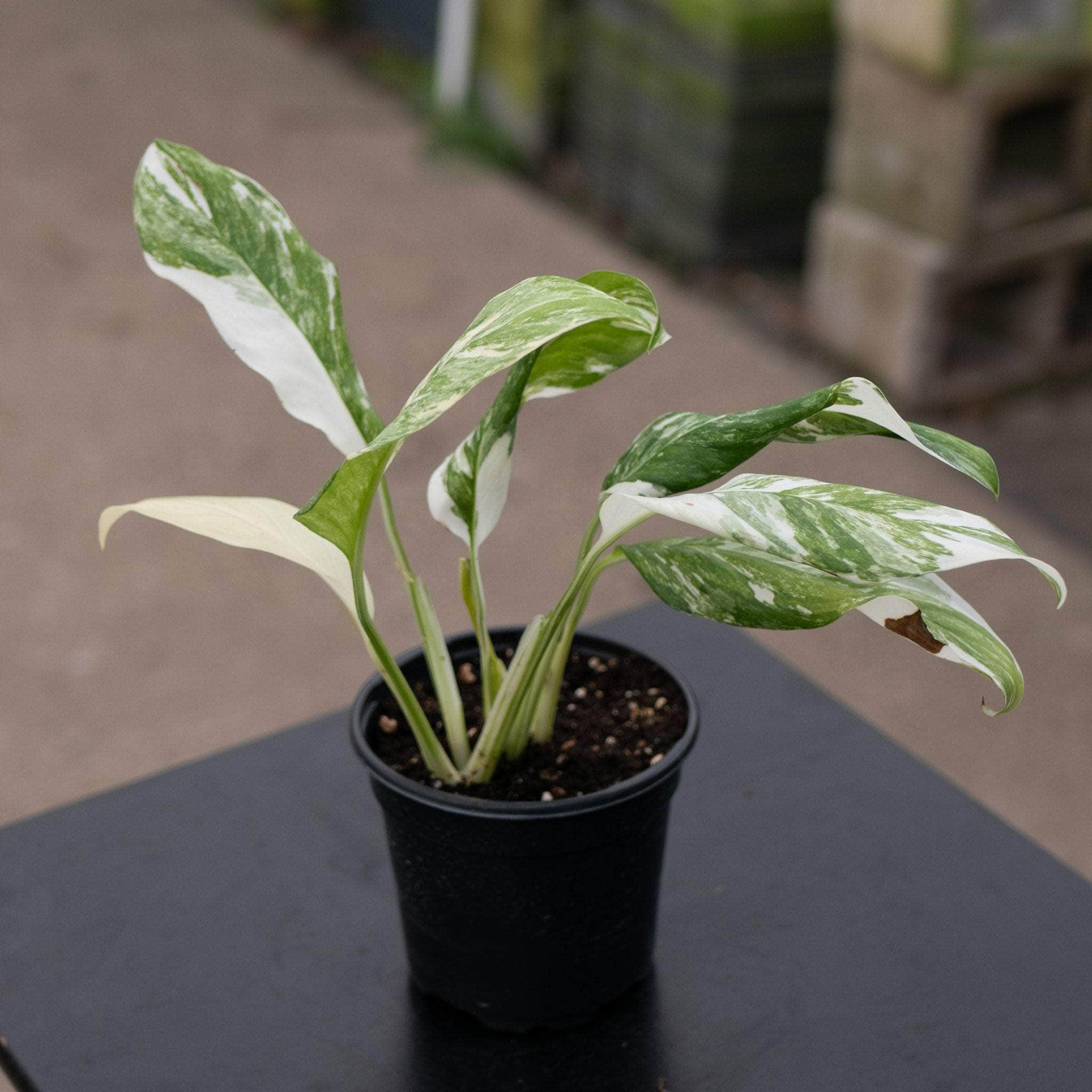 Monstera lechleriana variegated - Gabriella Plants