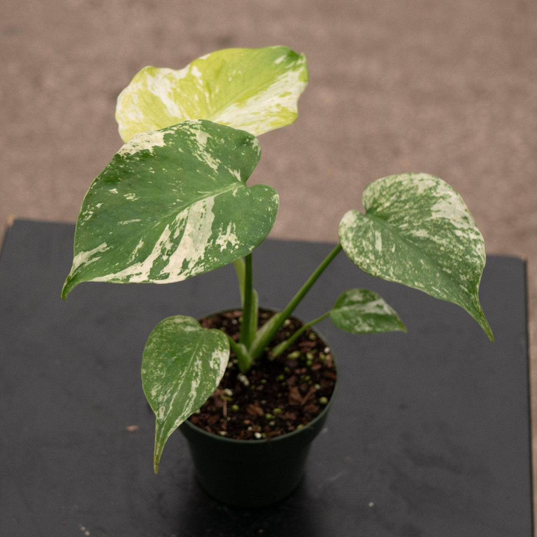 Gabriella Plants Monstera 3" Monstera 'Mint'