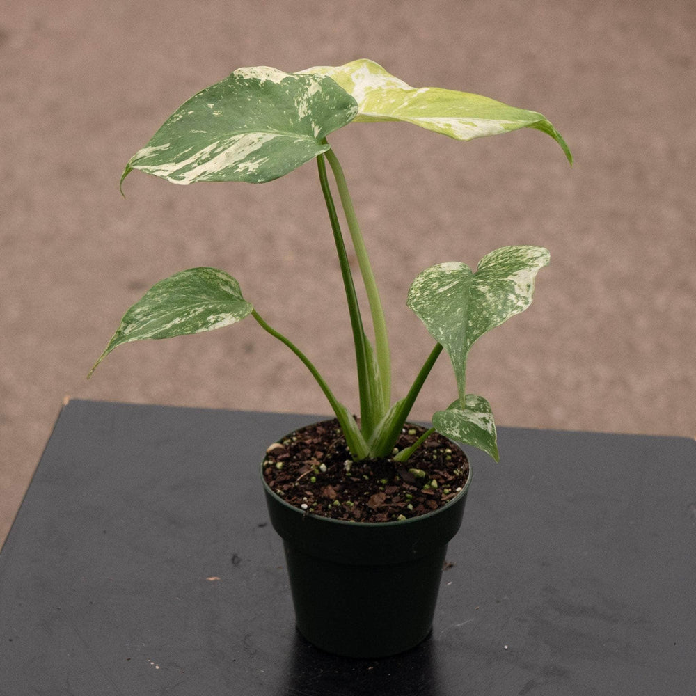 Gabriella Plants Monstera 3" Monstera 'Mint'
