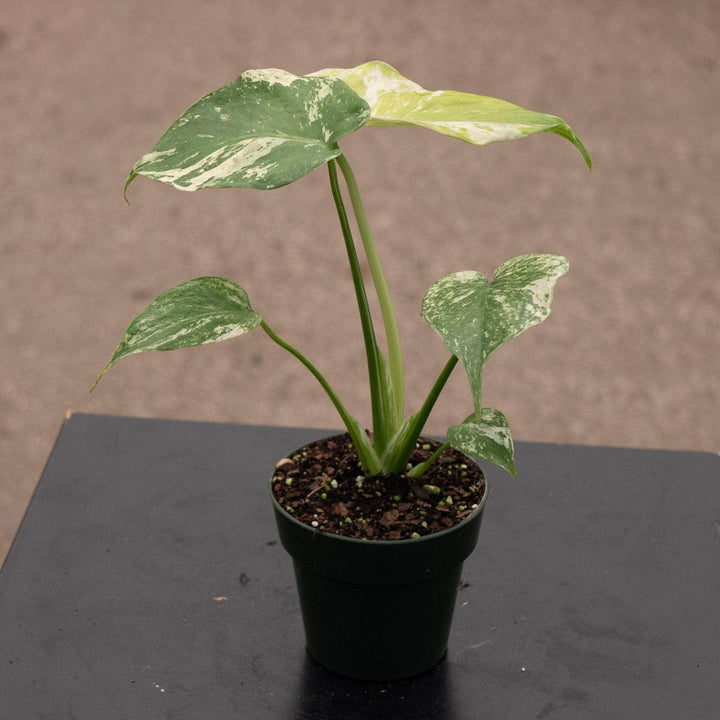 Gabriella Plants Monstera 3" Monstera 'Mint'