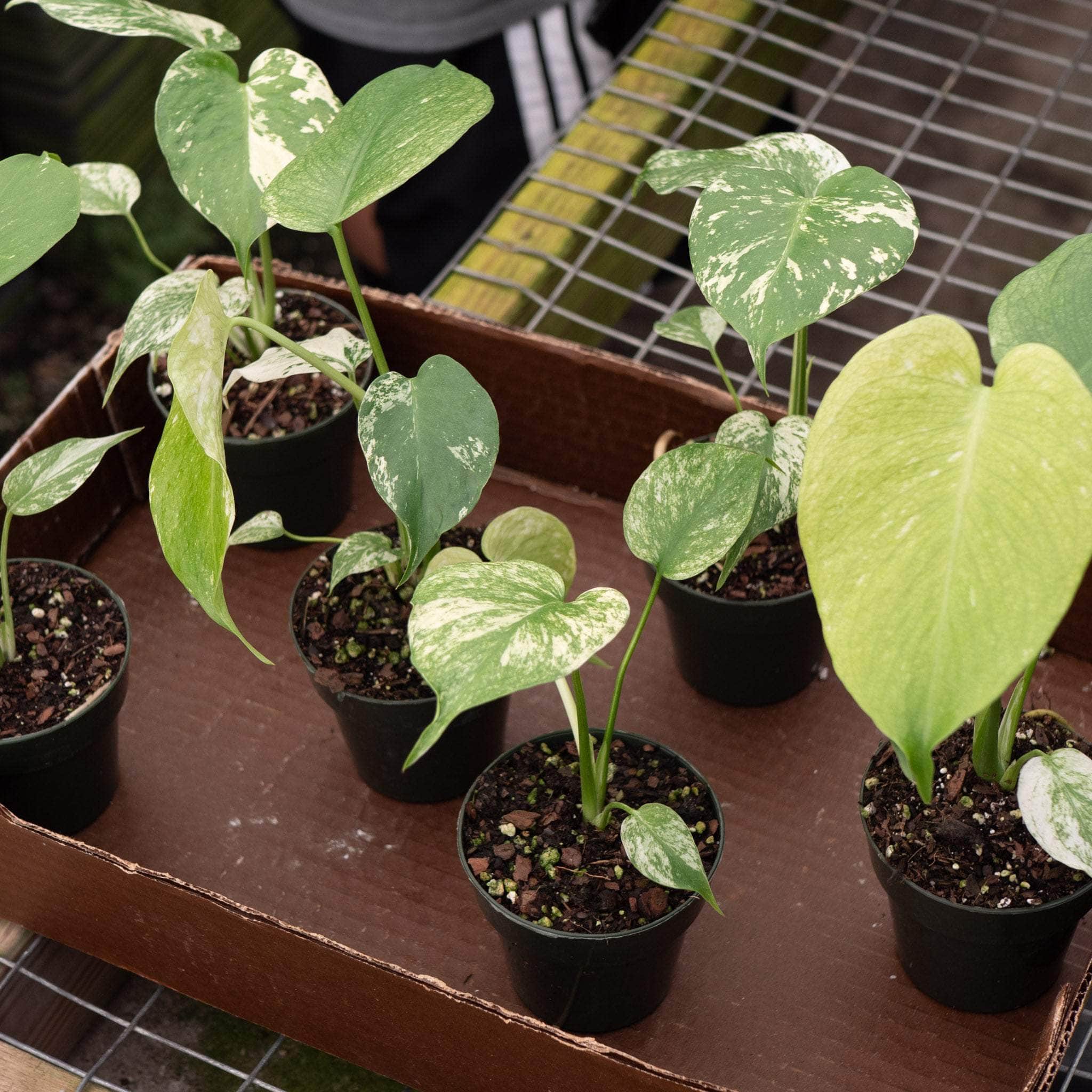 Monstera 'Mint' - Gabriella Plants