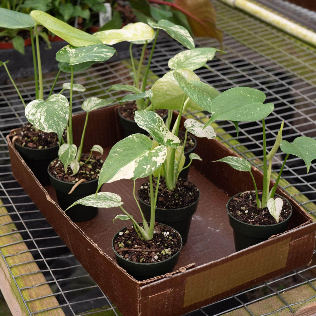 Gabriella Plants Monstera 3" Monstera 'Mint'