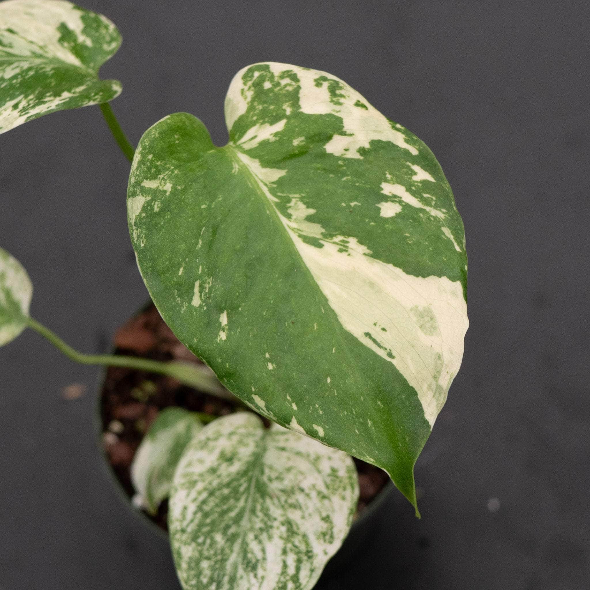 ＊モンステラ＊ミント＊Monstera＊Mint＊ モンステラボルシギアナセブブルーミント( Monstera Borsigiana