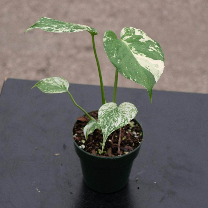 Gabriella Plants Monstera 3" Monstera 'Mint'