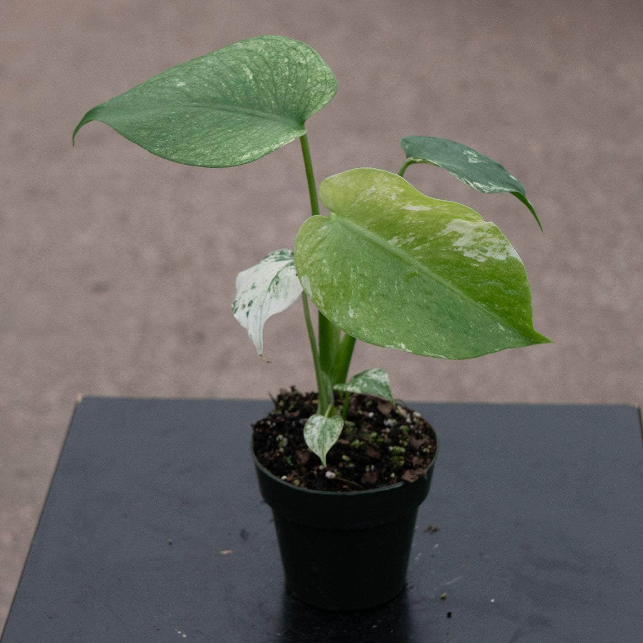 Monstera 'Mint' - Gabriella Plants