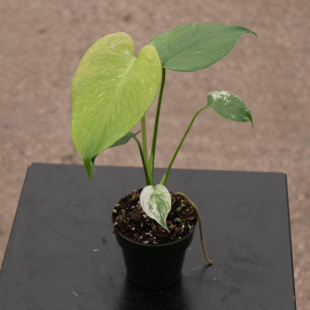 Gabriella Plants Monstera 3" Monstera 'Mint'