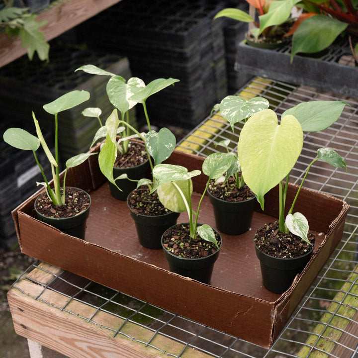 Gabriella Plants Monstera 3" Monstera 'Mint'