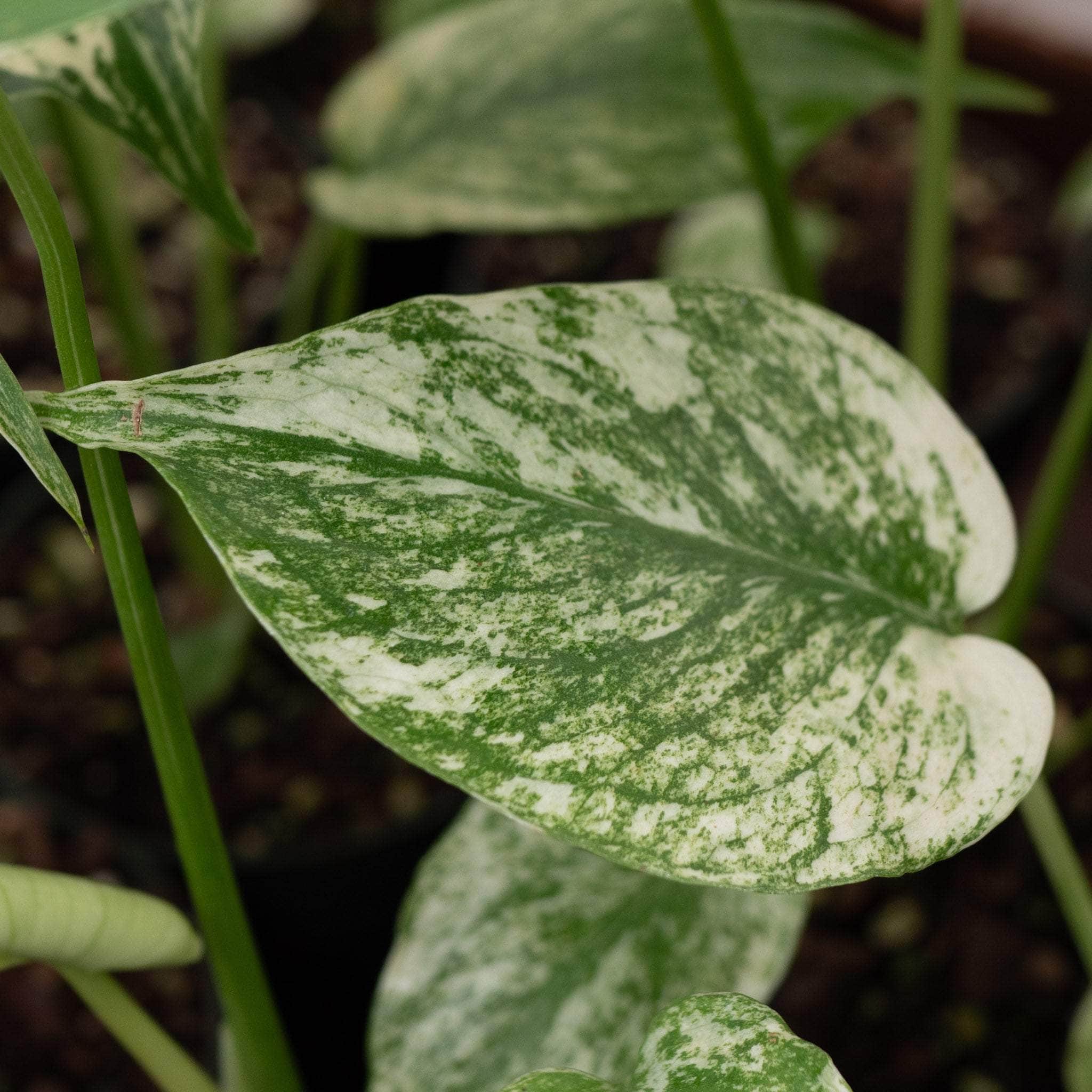 Monstera 'Mint' - Gabriella Plants