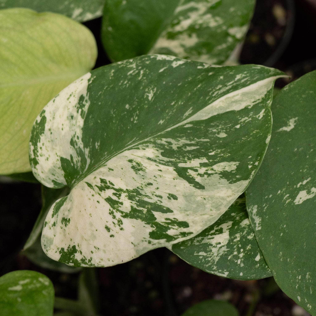 Gabriella Plants Monstera 3" Monstera 'Mint'