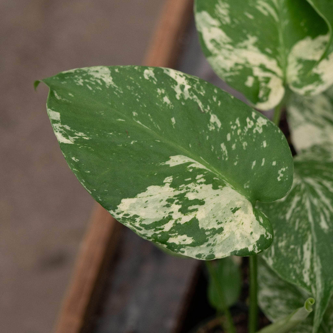 Gabriella Plants Monstera 3" Monstera 'Mint'