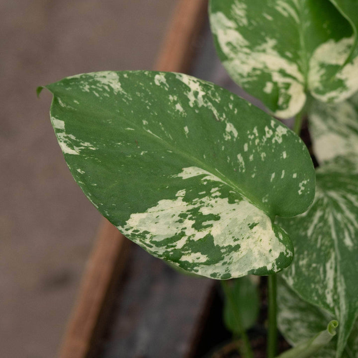 Gabriella Plants Monstera 3" Monstera 'Mint'