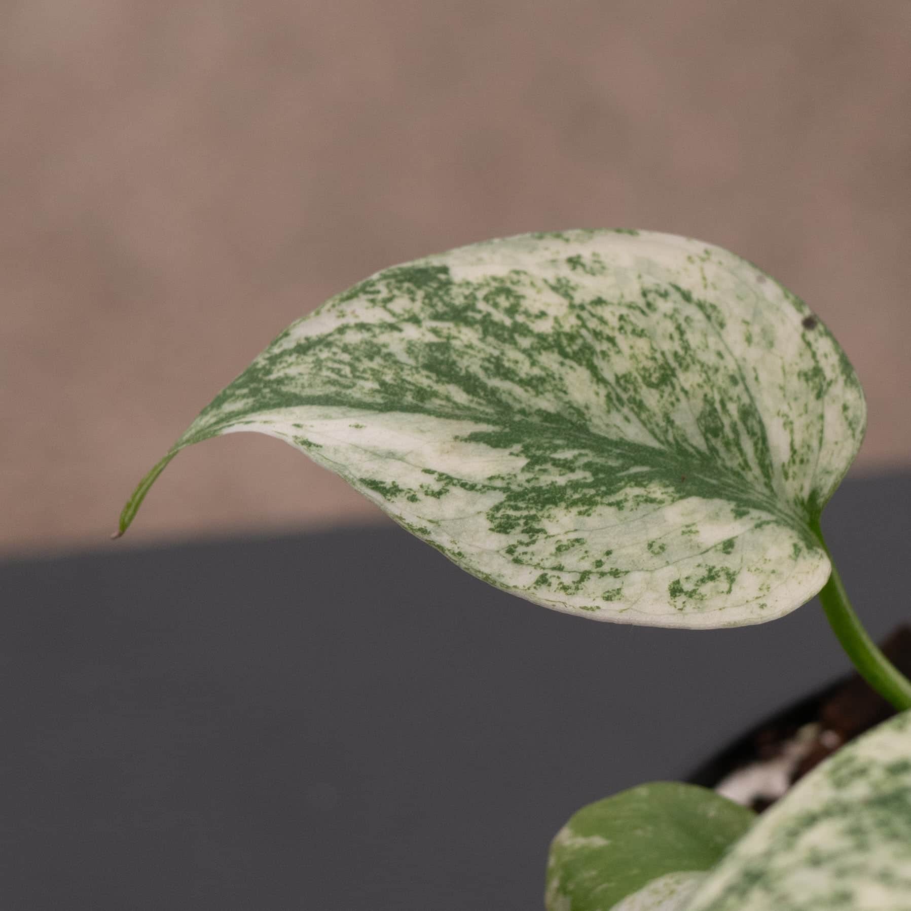 Monstera 'Mint' - Gabriella Plants