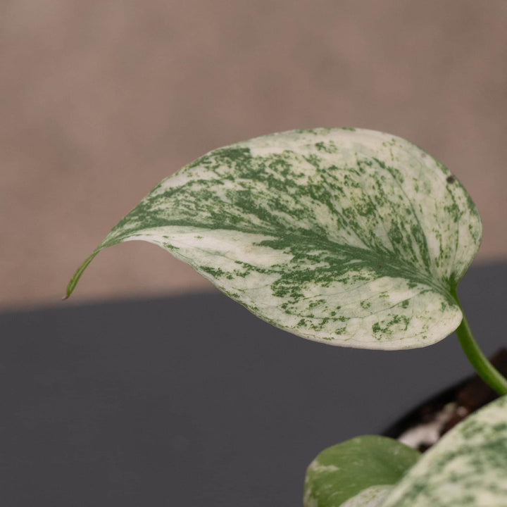 Gabriella Plants Monstera 4" Monstera 'Mint'