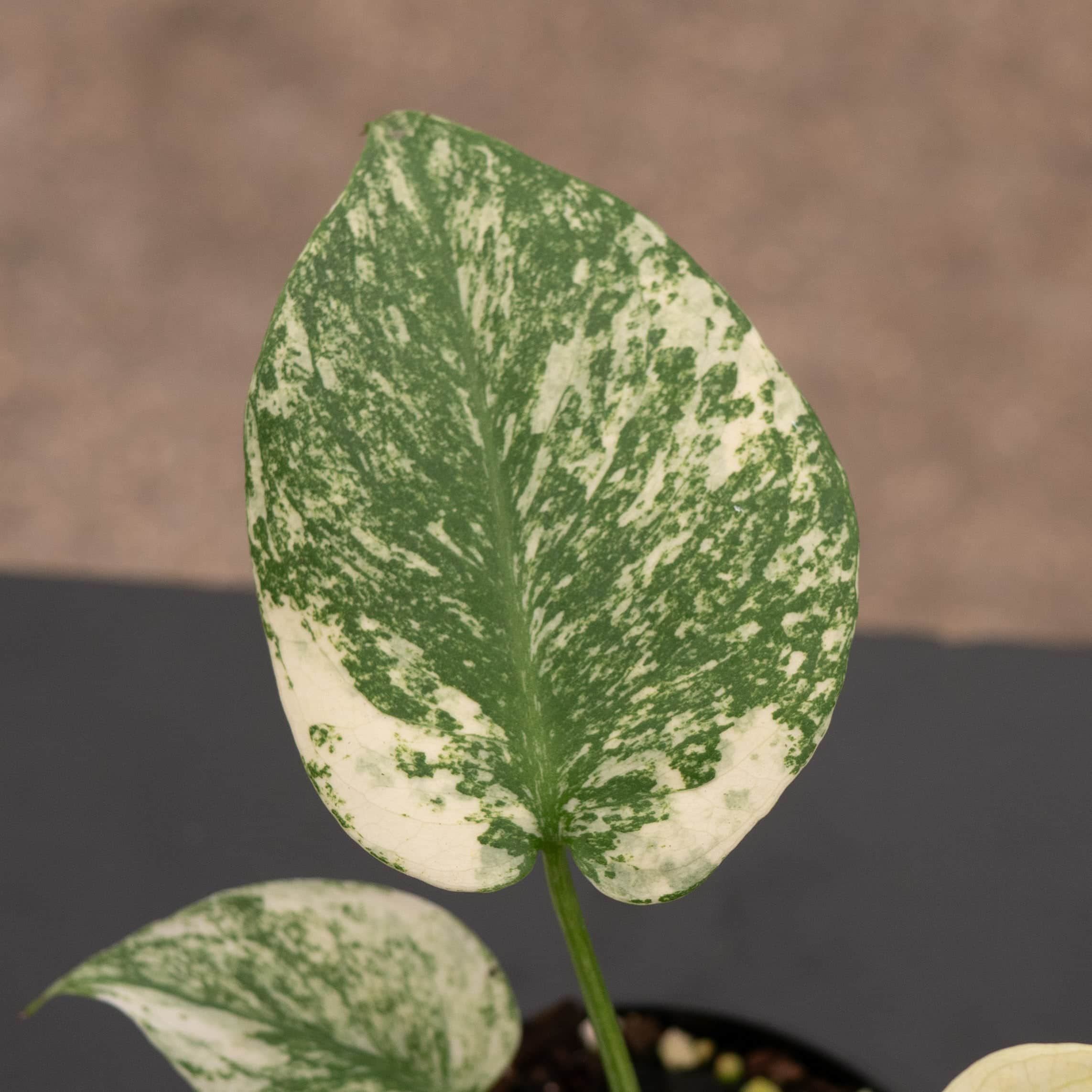 Monstera 'Mint' - Gabriella Plants
