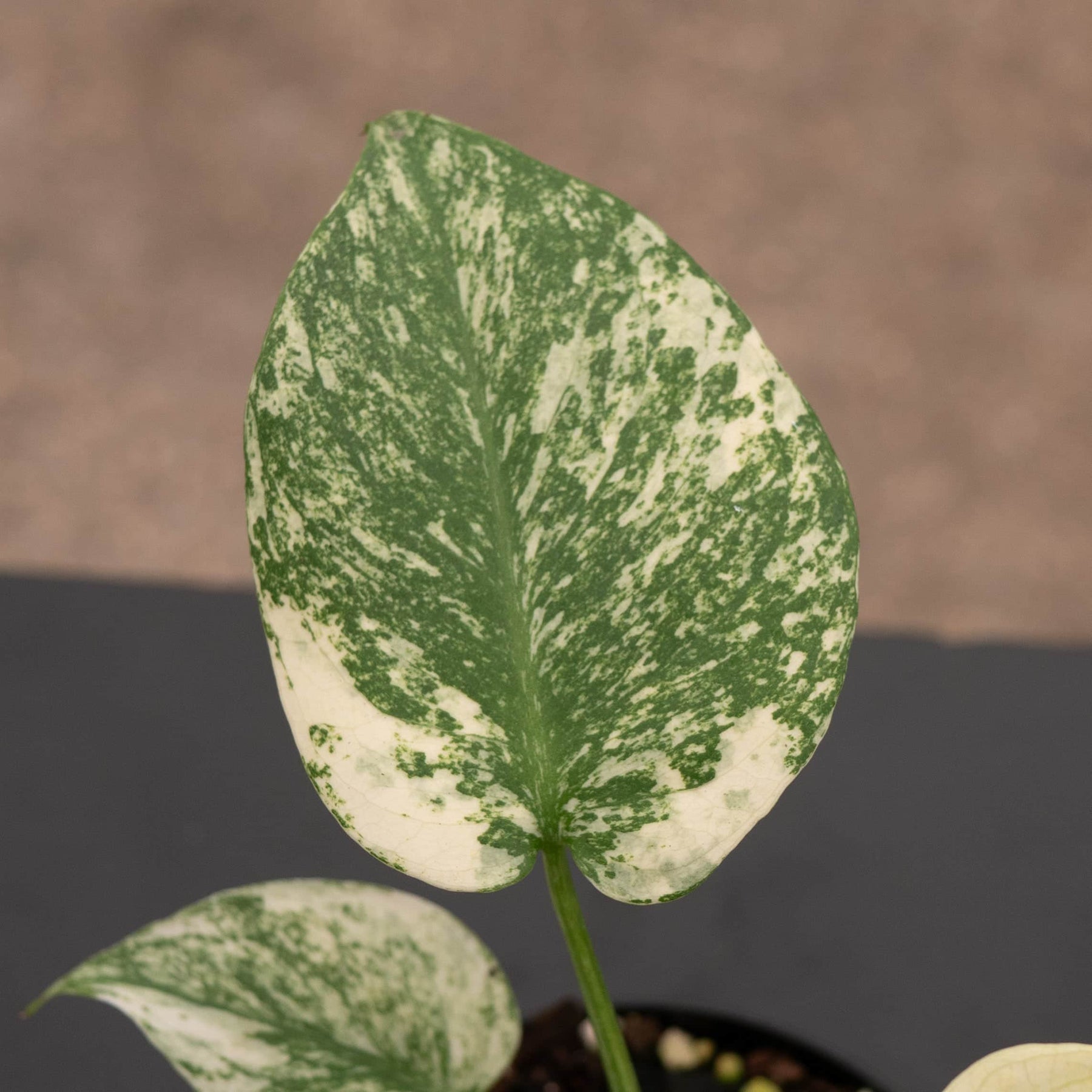 monstera mint large form Monstera 'Mint'