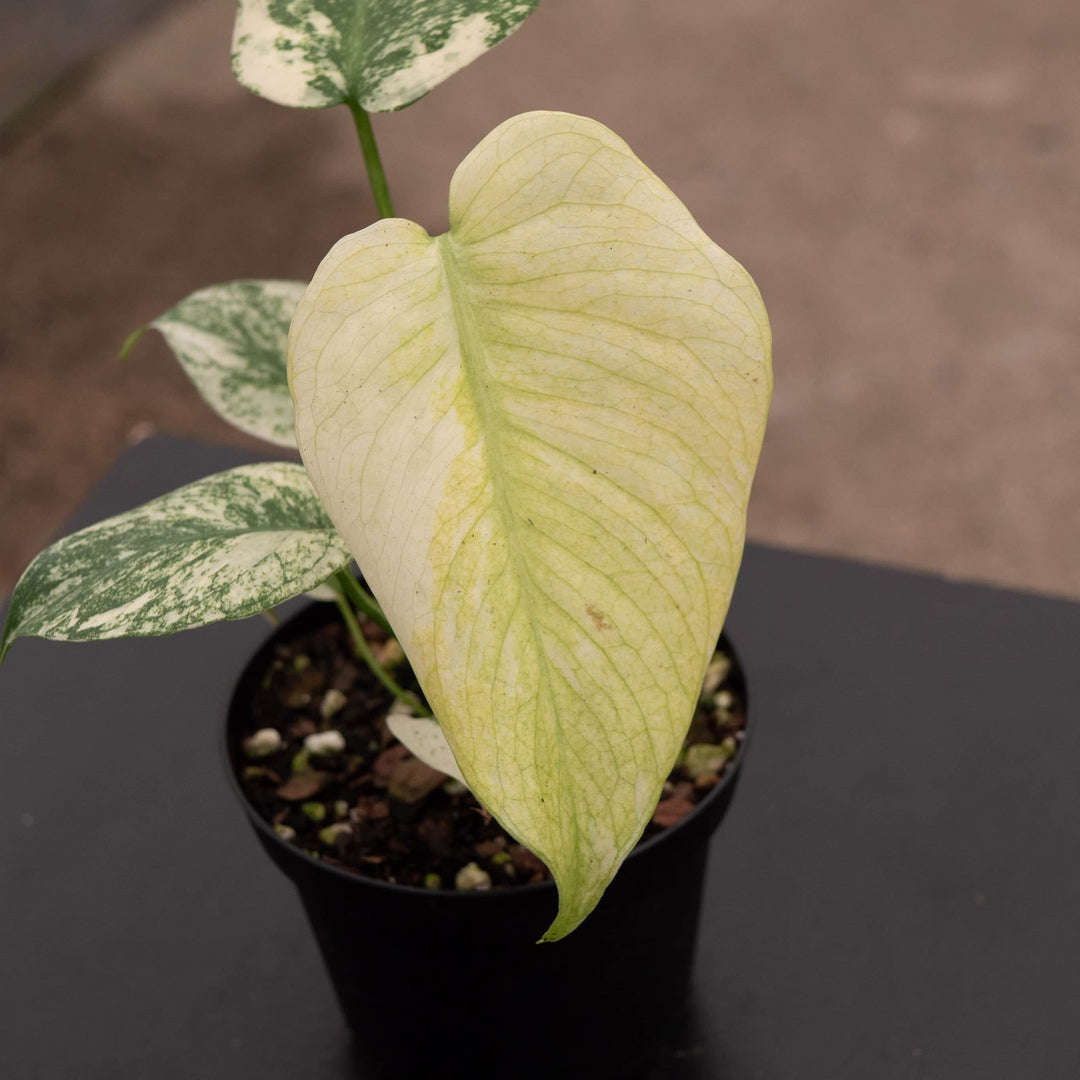 Gabriella Plants Monstera 4" Monstera 'Mint'