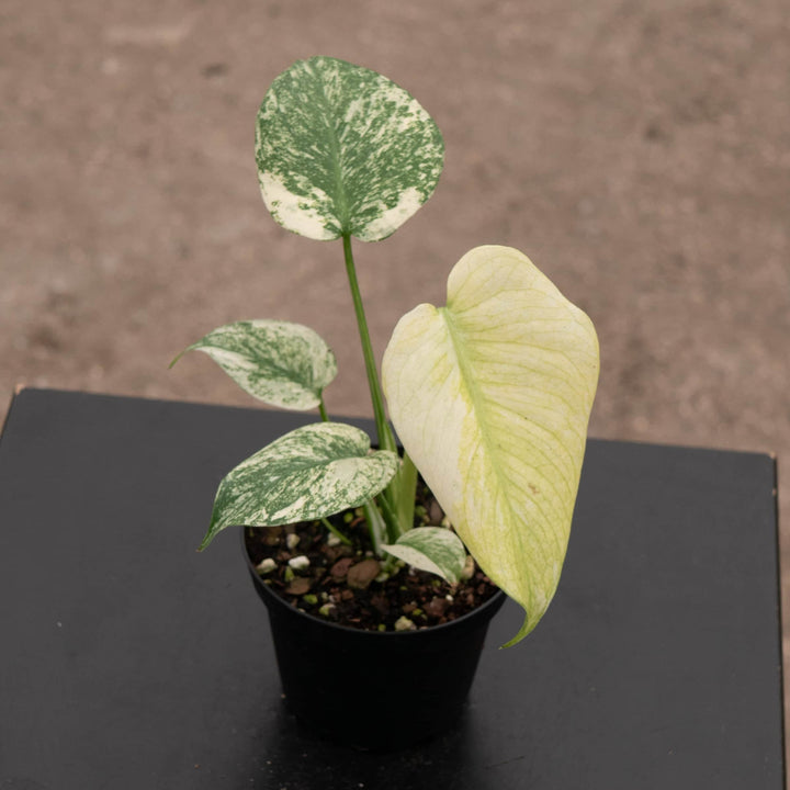 Gabriella Plants Monstera 4" Monstera 'Mint'