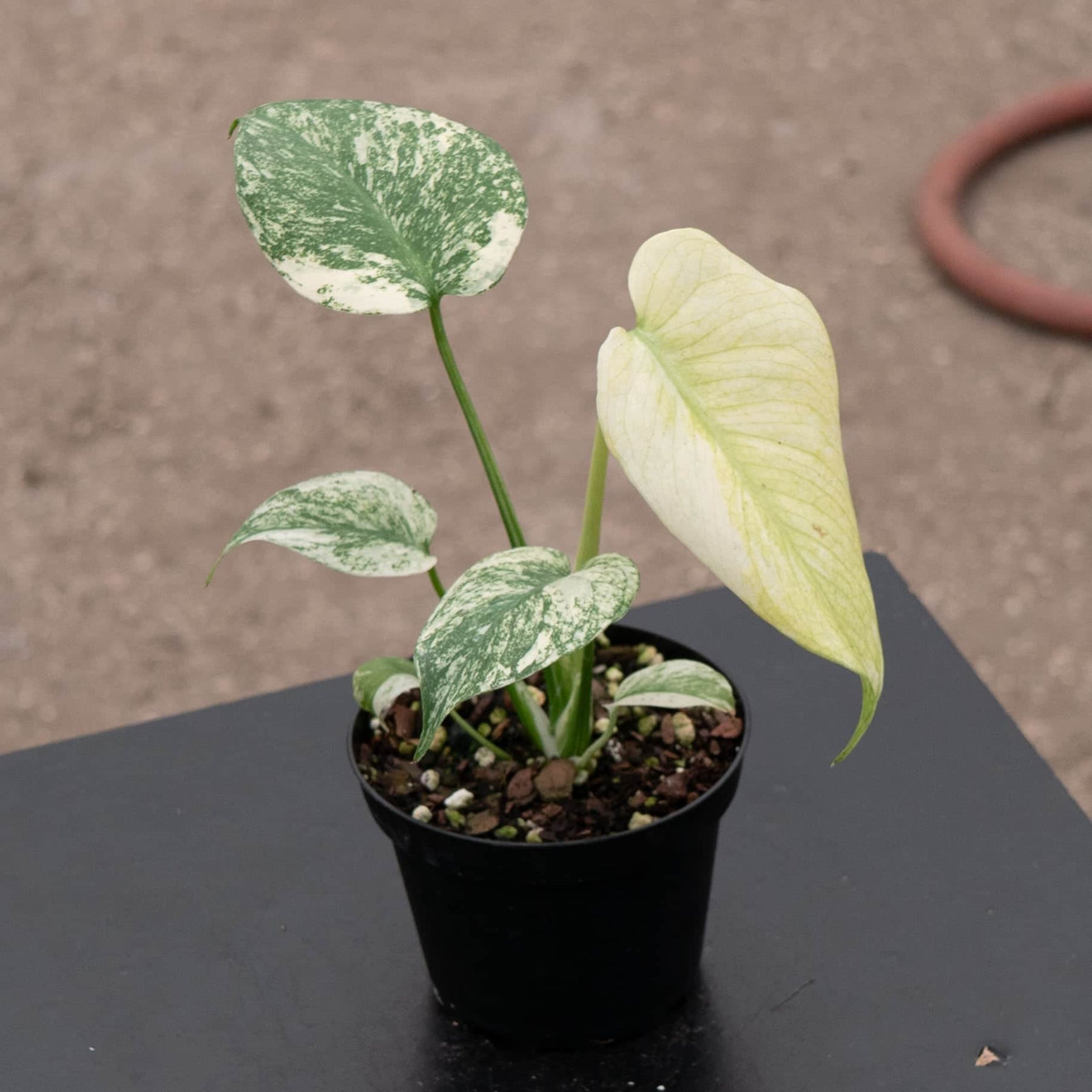 monstera deliciosa mint Monstera 'Mint'