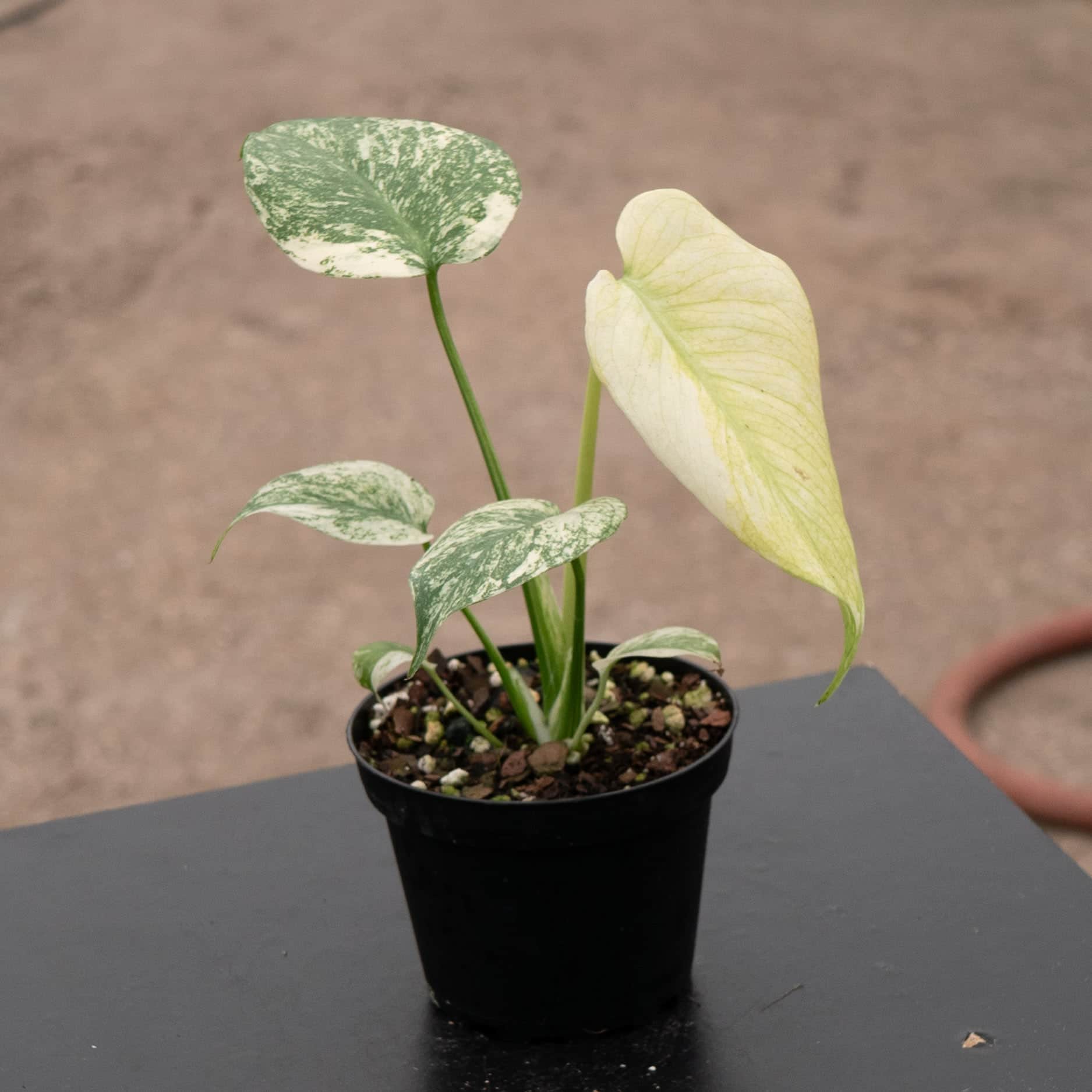 ＊モンステラ＊ミント＊Monstera＊Mint＊ Monstera deliciosa 'Mint Tricolor' モンステラデリシオーサ ミント