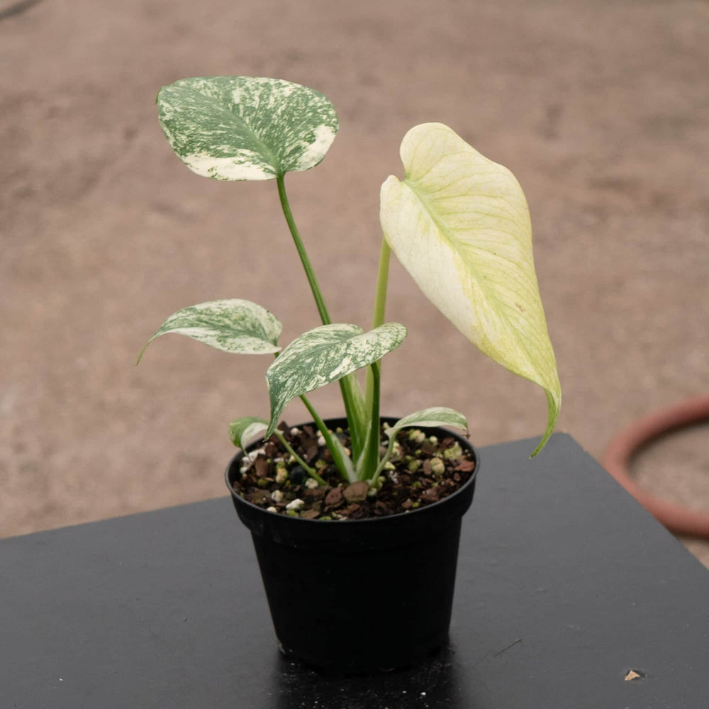 Gabriella Plants Monstera 4" Monstera 'Mint'