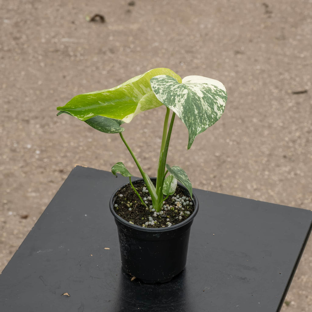 Monstera 'Mint' – Gabriella Plants