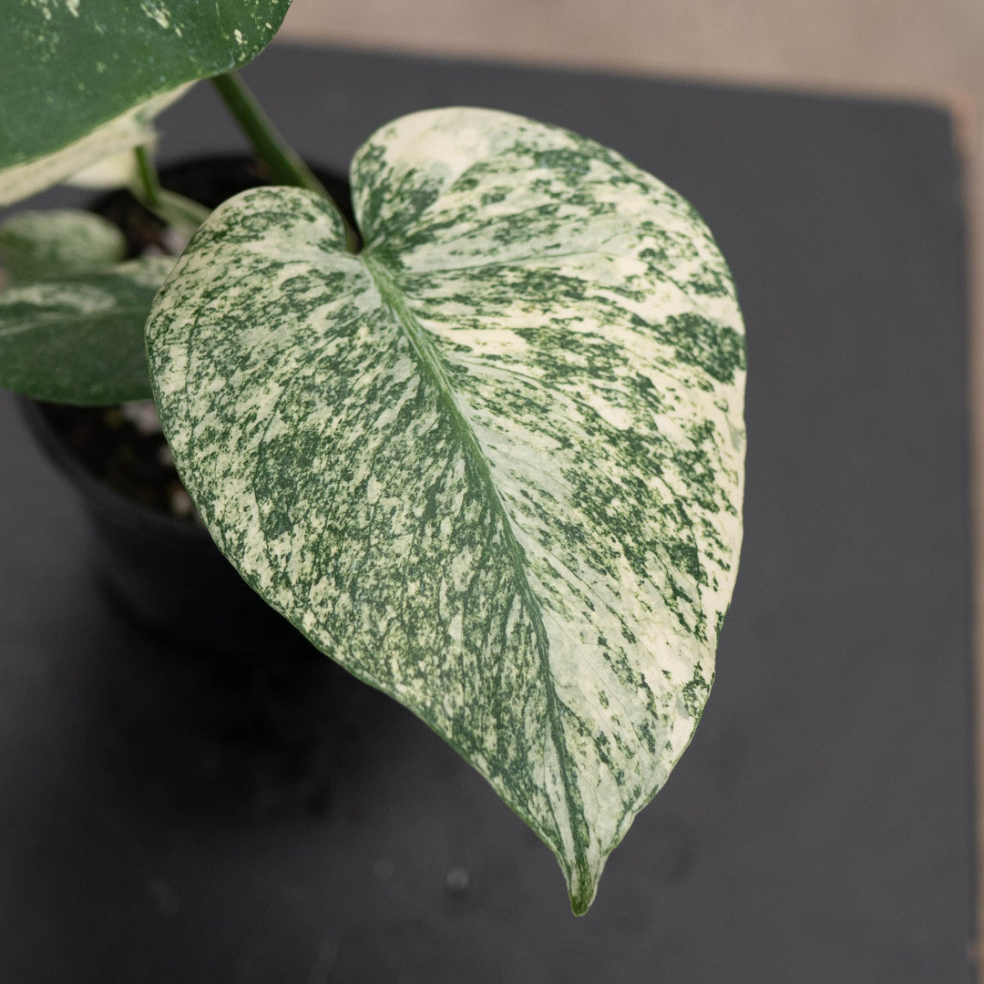 Gabriella Plants Monstera 4" Monstera &