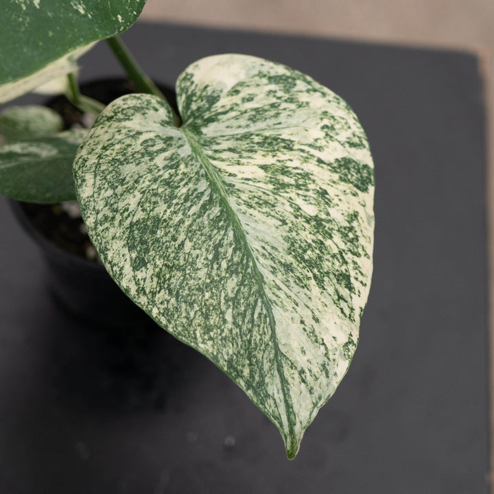 Gabriella Plants Monstera 4" Monstera &
